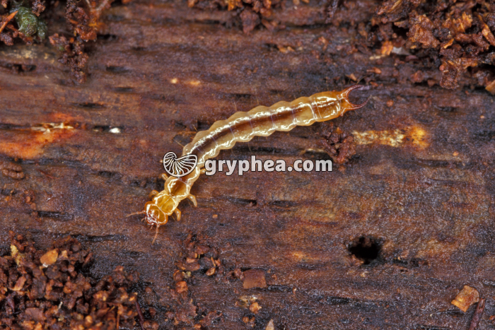 Larve d'insecte xylopage - gryphea.org